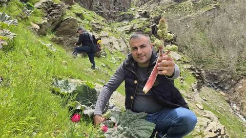 Bitlis'te Yayla Muzu Coşkusu