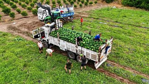 Adana Karpuzunda Hasat Sezonu Başladı