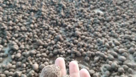 Bozdoğan'da Salep Hasadı Denetimi