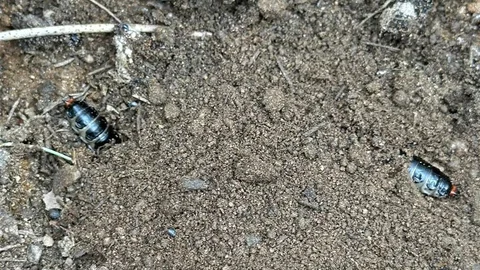 Çam Ormanlarına Biyolojik Mücadele Başlatıldı