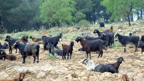 Muğla'da Kurban Satışları Canlanmaya Başladı