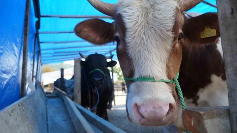 Kurban Etinde Koyu Kan ve Kötü Koku Uyarısı