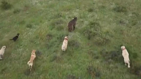 Eskişehir’de Ayı Saldırısına Kangal Köpekleri Müdahale Etti