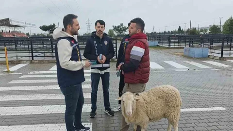 Kütahya'da Kurbanlık Pazarında Dolandırıcılık Uyarısı
