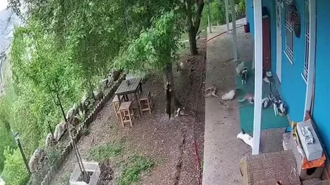 Malatya'da Deprem Anı Kedilere Panik Yaşattı