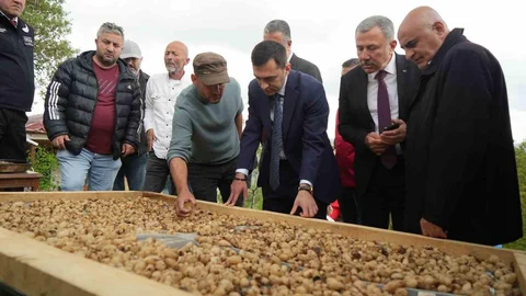 Samsun'da Salep Hasadı Başladı
