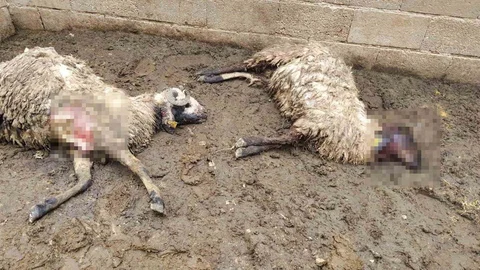 Şanlıurfa'da Kurt Saldırısı