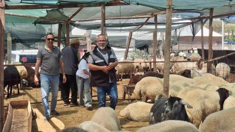 Didim'de Kurbanlık Hayvanlar Satışta