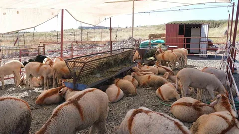 Ayvalık'ta Kurban Pazarı Açıldı