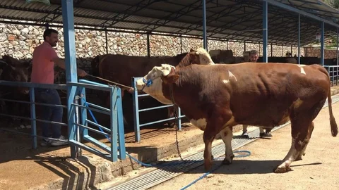 Alanya'da 1.2 Ton Dana 450 Bin TL'ye Satıldı