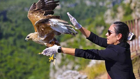 Kızıl Şahin Yeniden Gökyüzüne Uçtu