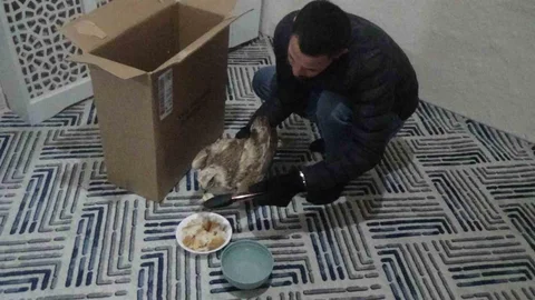 Yaralı Kızıl Şahin Konya'da Kurtarıldı