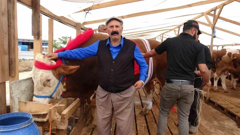 Ataşehir'de Dev Tosunlar İlgi Çekti