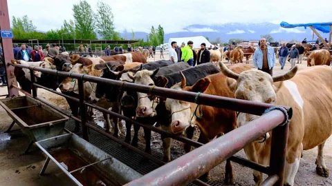 Erzincan'da Hayvan Pazarı Hareketlendi
