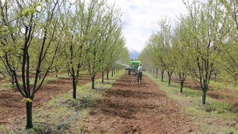 Erzincan'da Meyve Üreticilerine İlaçlama Uyarısı