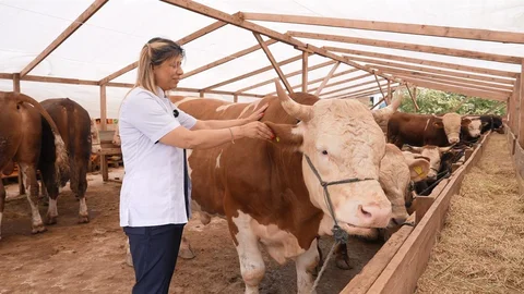 Ataşehir'de Kurbanlık Seçimi Uyarıları