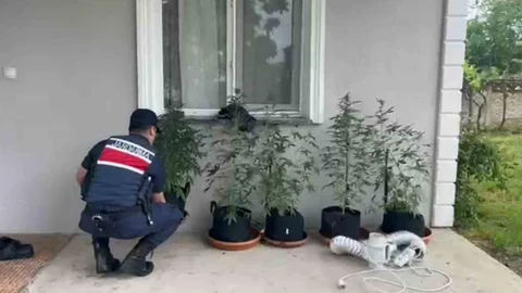 Düzce'de Kenevir Ekimi Yapan Şahıs Yakalandı