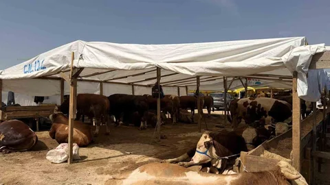 Kocaeli'de Kurban Pazarlarında İlaçlama Çalışması