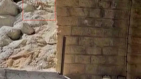 Malatya'da Dağ Keçileri Görüntülendi
