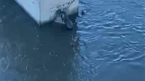 Ardahan'da Su Samuru Görüntülendi