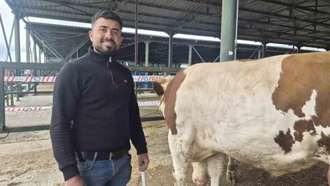 Eskişehir'de Şampiyon Dana Görücüye Çıktı