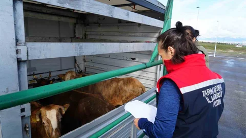 Erzurum'da Kurbanlık Denetimi Yapılıyor