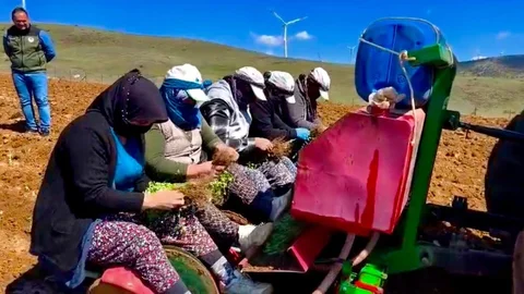 Afyonkarahisar'da Kekik Yetiştiriciliği Projesi