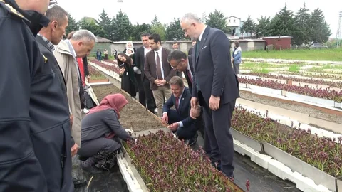 Samsun'da Salep Hasat Etkinliği Gerçekleşti