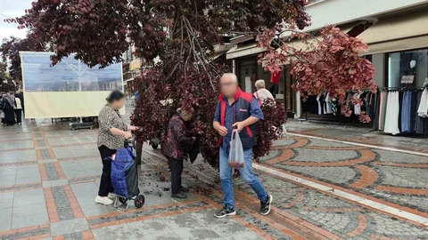 Edirne'de Erik Toplama Etkinliği