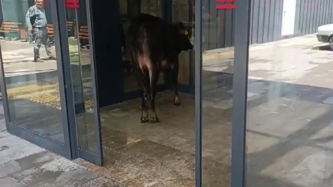 Nizip'te Kaçan Kurbanlık Dana Yakalandı