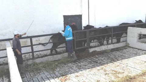 Kütahya'da İthal Danalara Aşılama Yapıldı
