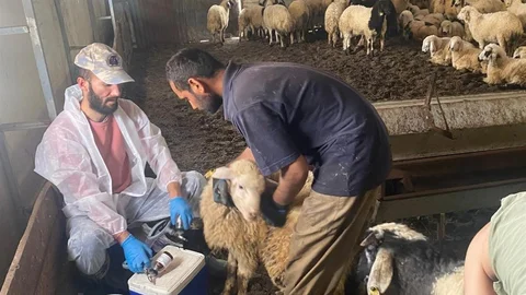 Kemah'ta Küçükbaş Hayvan Sağlık Taraması Yapıldı