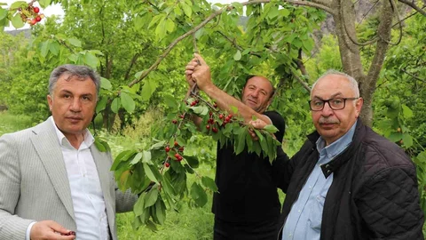 Erzurum'da Misafir Kirazı İkramı