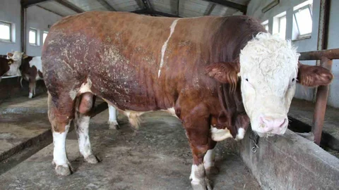 Bingöl'de 1,5 Tonluk Kurbanlık Bekliyor