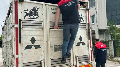 Düzce'de Hayvan Hareketliliği Denetim Altında