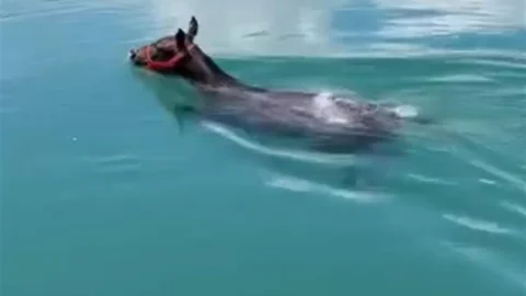 Fırat Nehri’nde Yüzen At Şaşkınlık Yarattı