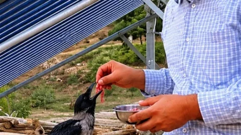 Yaralı Kargayı Besleyen Vatandaş