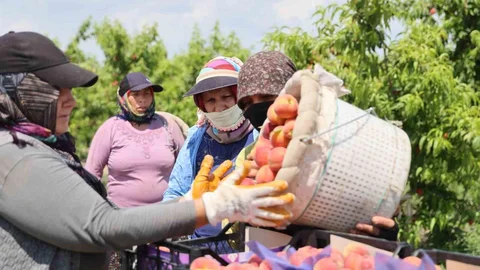 Adana'da Şeftali Hasadı Başladı