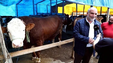Samsun'da 1,3 Tonluk Boğa Satışta