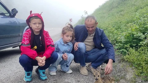 Yaralı Yavru Karaca Kastamonu'da Koruma Altına Alındı