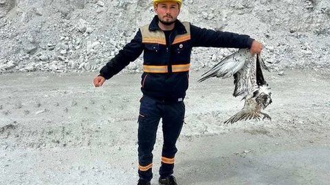 Kütahya'da Bulunan Bitkin Balık Kartalı