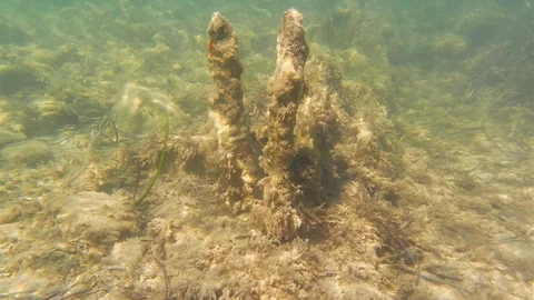Kuşadası'nda Yılancıburnu Uyarısı Yapıldı
