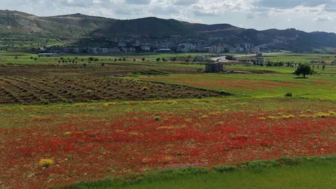 Gercüş Ovası'nda Kırmızı Gelincikler Açtı