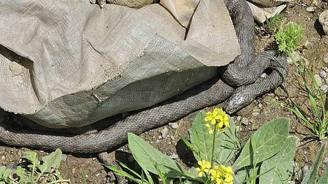 Hasköy'de Yılan Paniği Yaşandı