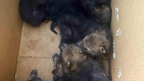 Karakoçan'da 7 Yavru Kurt Koruma Altına Alındı