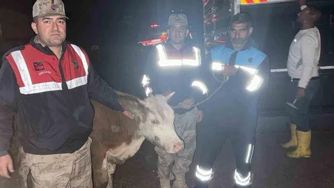 Siverek'te Çalınan Büyükbaş Hayvan Bulundu