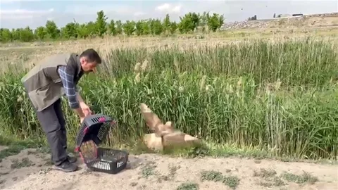 Iğdır'da Yaralı Şahin Yeniden Doğaya Salındı