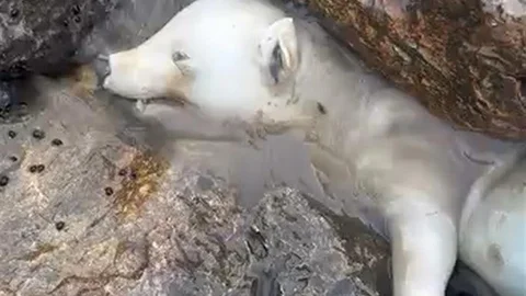 Sakarya'da Kutup Ayısı Yanılgısı