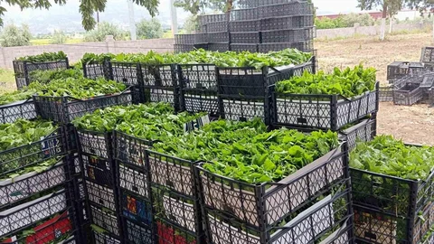 Manisa'da Taze Bağ Yaprağı Geliri