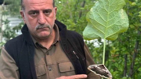 Oltu’da Baykuş Kelebeği Görüntülendi